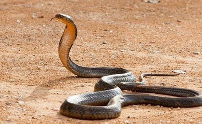 Nằm mơ thấy rắn đuổi theo mình là điềm báo tốt hay xấu?