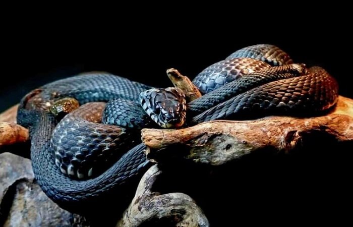 Mơ thấy rắn đánh con gì xsmb đảm bảo trúng lớn?