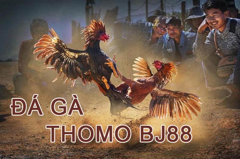 Đá gà Thomo Bj88 – Sân chơi đá gà đẳng cấp và chuyên nghiệp