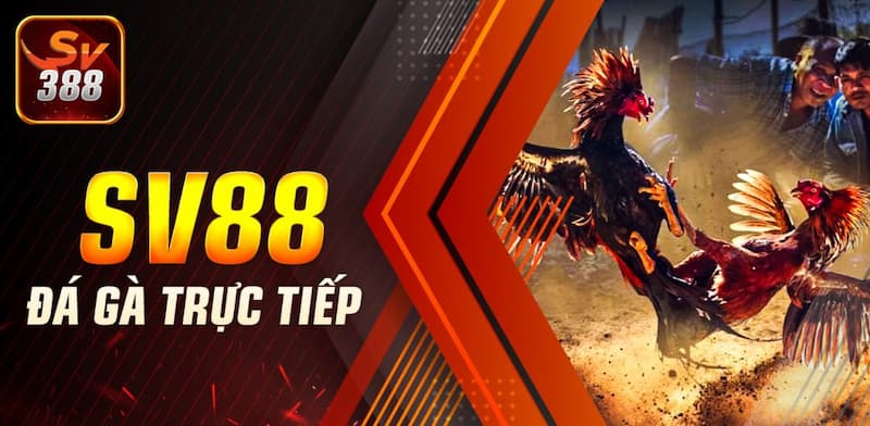 SV388 – Khám Phá Thế Giới Đá Gà Trực Tiếp Kịch Tính 2024